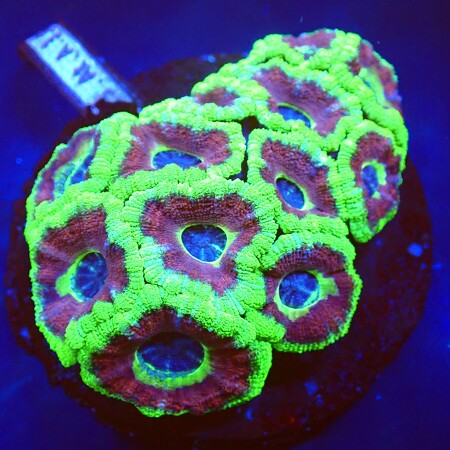 Acanthastrea Rainbow Mardi gras WYSIWYG (1760771498498)