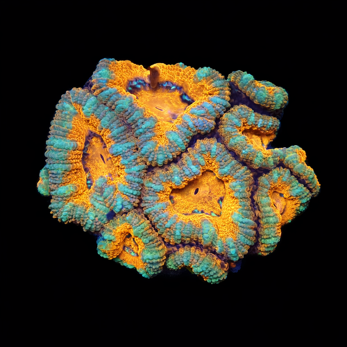 Acanthastrea Ultra S (Ong. 4-5 cm) WYSIWYG (1771140691607)