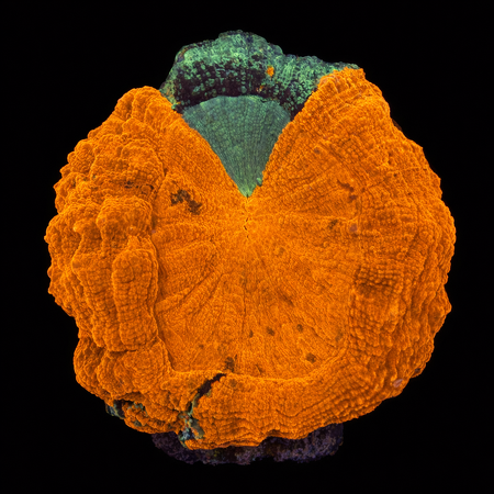 Acanthophyllia Deshayi L (Ong. 8-9 cm) WYSIWYG (1786613896502)