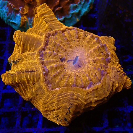 Acanthophyllia deshayi Ultra WYSIWYG (1757697281586)