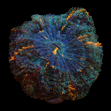Acanthophyllia Deshayi XL (Approx. 10-12 cm) WYSIWYG (1779735643187)
