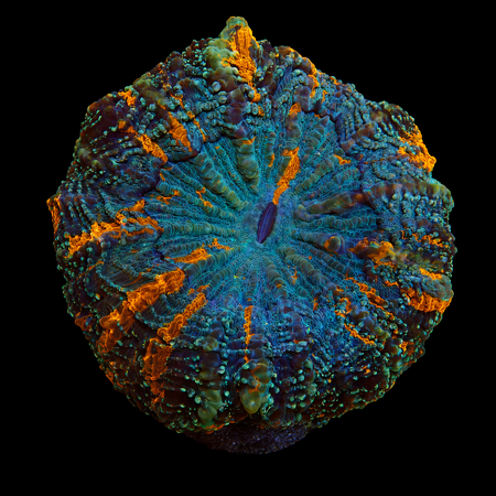 Acanthophyllia Deshayi XL (Approx. 10-12 cm) WYSIWYG (1779735677321)
