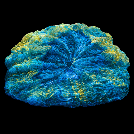 Acanthophyllia Premium WYSIWYG (1770755014600)