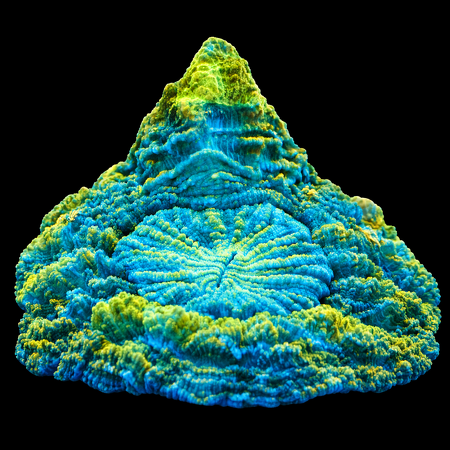 Acanthophyllia Premium WYSIWYG (1770755018894)