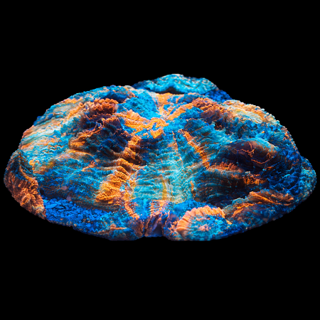 Acanthophyllia Rainbow Ultra WYSIWYG (1770753833666)