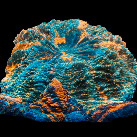 Acanthophyllia Rainbow Ultra WYSIWYG (1770753837397)