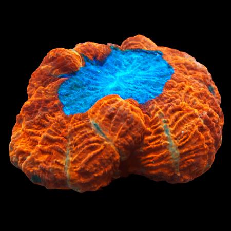 Acanthophyllia Red colored WYSIWYG (1770758320043)