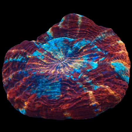 Acanthophyllia Red colored WYSIWYG (1770758417271)