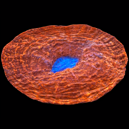 Acanthophyllia Red colored WYSIWYG (1770758421769)