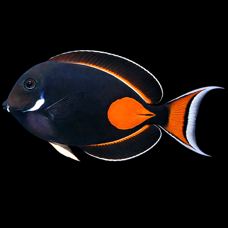 Acanthurus achilles (Achilles Doktersvis) S