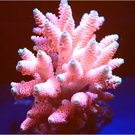 Acopora Pink WYSIWYG (1760772707464)