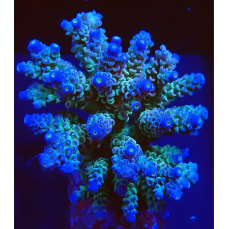 Acropora Blue / Green WYSIWYG (1752848860783)