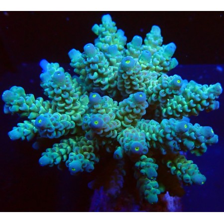 Acropora Blue / Green WYSIWYG (1752848990175)