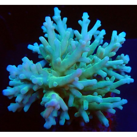 Acropora Caroliniana Blue Green WYSIWYG (1752849055590)