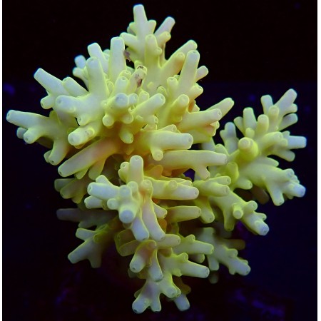 Acropora Caroliniana Yellow WYSIWYG (1752848946567)