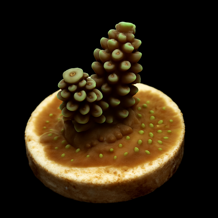 Acropora DJM breeding Frag (Grade A)