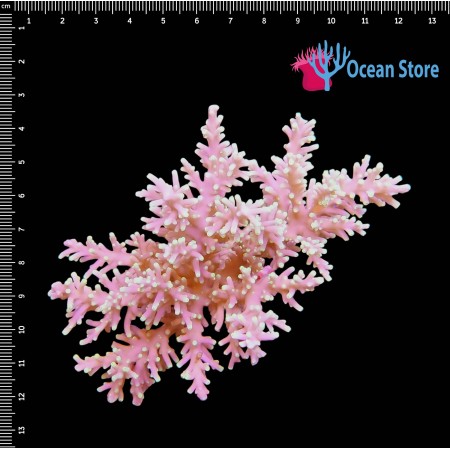 Acropora Echinata WYSIWYG