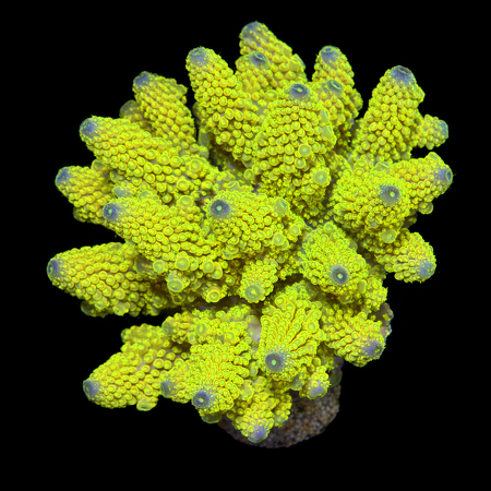 Acropora Fiji Special Rare L (Approx. 8-9 cm) WYSIWYG (1773439470089)