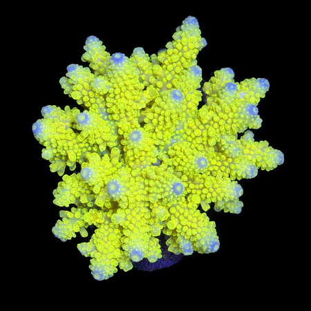 Acropora Fiji Special Rare L (Ong. 8-9 cm) WYSIWYG (1773439554964)