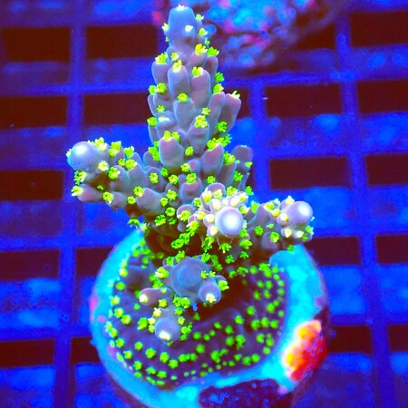 Acropora frag WYSIWYG (1767815878118)