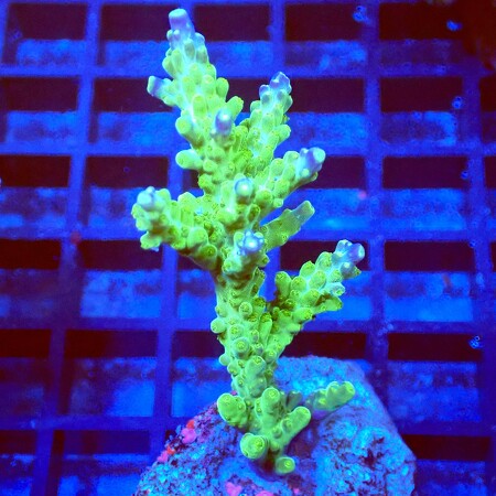 Acropora frag WYSIWYG (1767815898200)