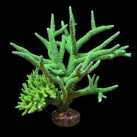 Acropora Green XXXXL (Length 25+ cm) WYSIWYG (1784810159052)