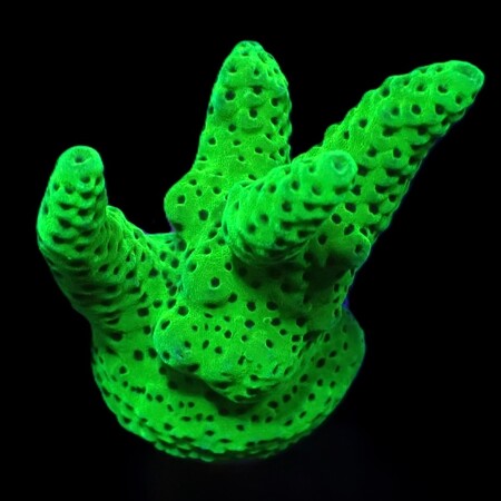 Acropora Green DJM cultivation Frag