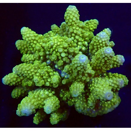Acropora Humilis Green WYSIWYG (1752849105174)