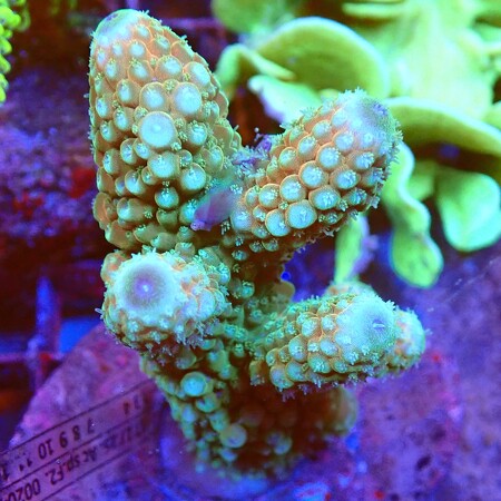 Acropora Humilis WYSIWYG (1759517075161)