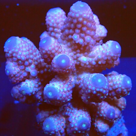 Acropora Humilis WYSIWYG (1760773360546)