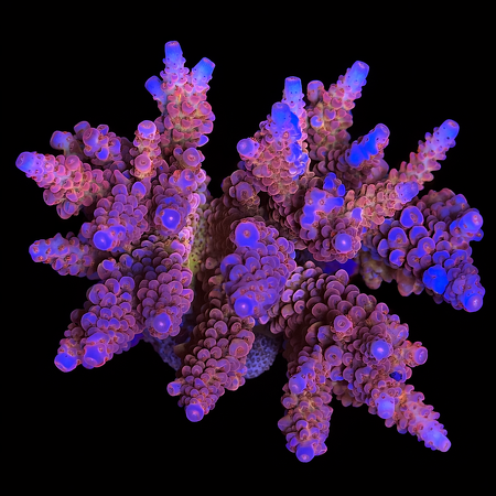 Acropora hyacinthus rare XL (Length 10-12 cm) WYSIWYG (1773439083556)
