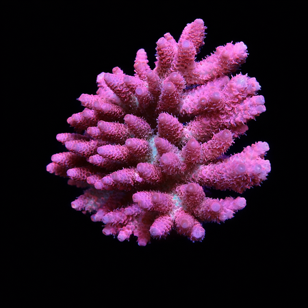 Acropora Hyacinthus XL (Long. 10-12 cm) WYSIWYG (1773253476066)