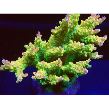 Acropora Joes Mango WYSIWYG (1752849077698)