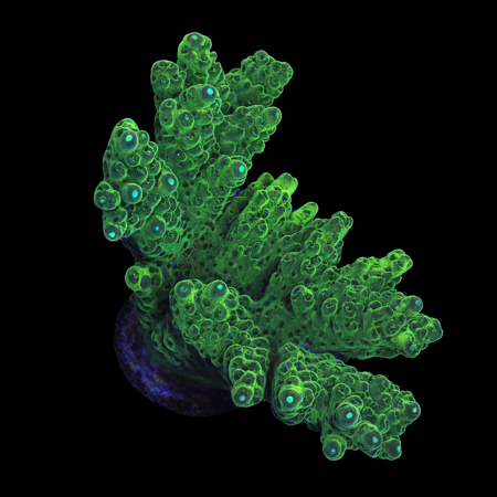 Acropora L (Ong. 8-9 cm) WYSIWYG (1773439211874)