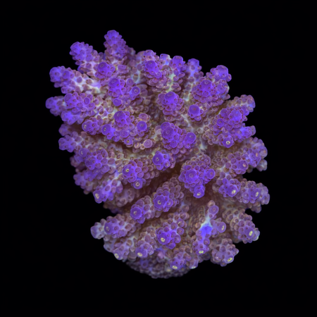 Acropora L (Approx. 8-9 cm) WYSIWYG (1773439505480)