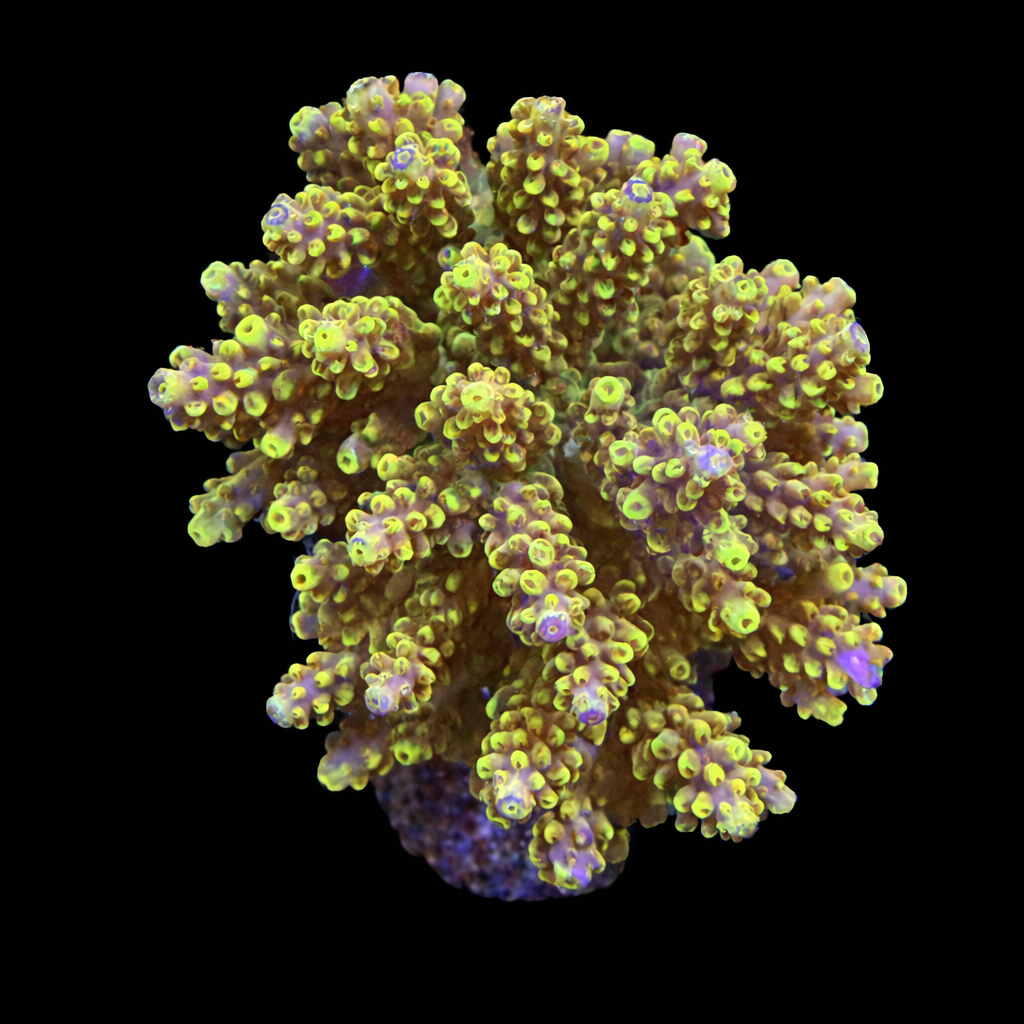 Acropora loripes (Golden Jawdropper) XL (Ong. 10-12 cm) WYSIWYG (1790190582277)