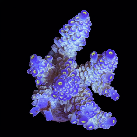 Acropora M (Ong. 6-7 cm) WYSIWYG (1773438613388)