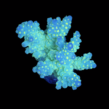 Acropora M (Ong. 6-7 cm) WYSIWYG (1773439234989)