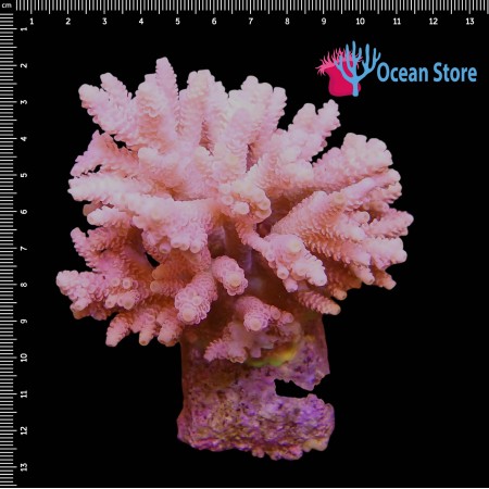 Acropora Millepora WYSIWYG