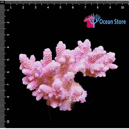 Acropora Millepora WYSIWYG