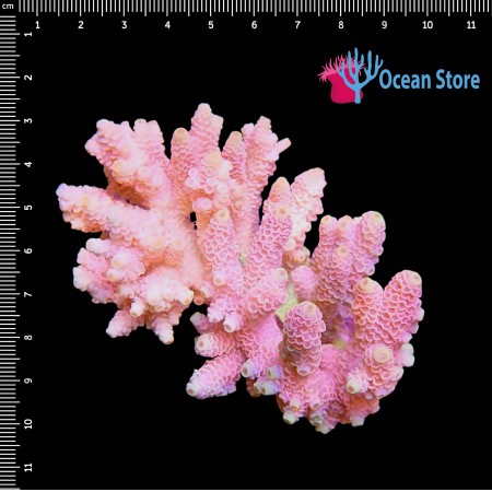 Acropora Millepora WYSIWYG