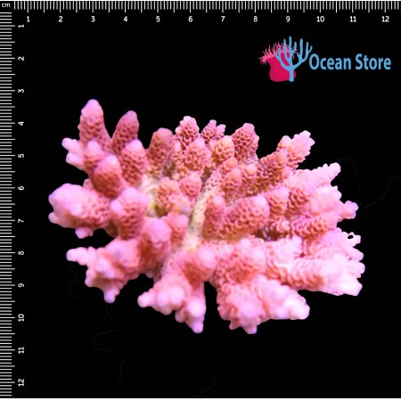 Acropora Millepora WYSIWYG