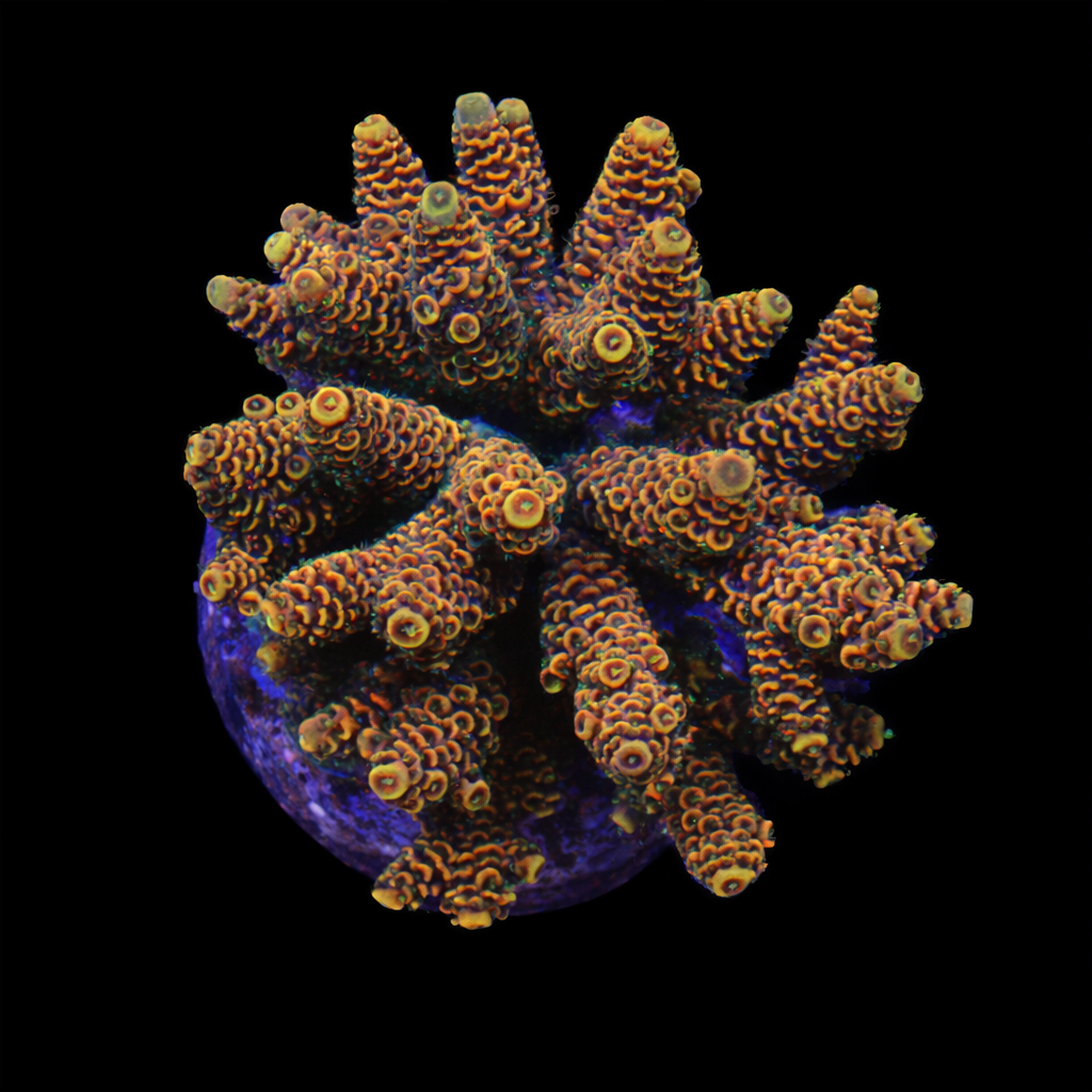 Acropora Millepora XL (Ong. 10-12 cm) WYSIWYG (1779737809784)