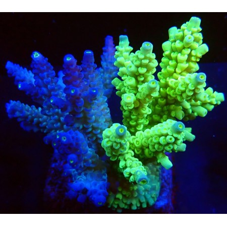 Acropora Mix WYSIWYG (1752849017114)