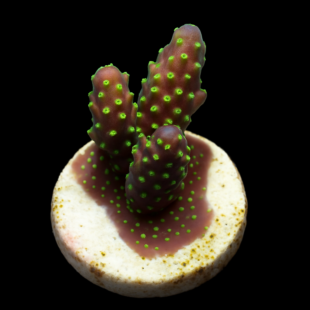 Acropora nana DJM kweek Frag