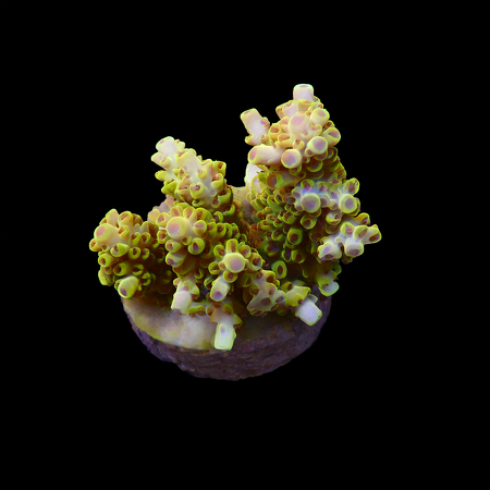 Acropora Pikachu S (Ong. 4-5 cm) WYSIWYG (1776004283678)