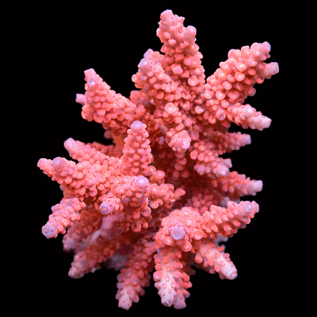 Acropora Red WYSIWYG (1769204912172)