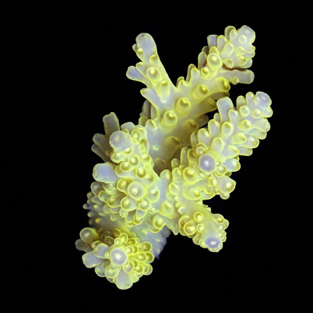 Acropora S (Approx. 4-5 cm) WYSIWYG (1773438622311)