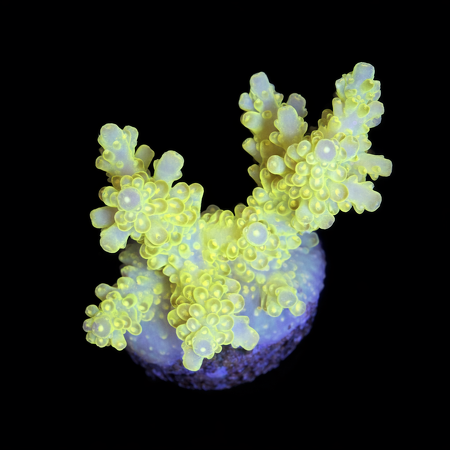 Acropora S (Approx. 4-5 cm) WYSIWYG (1773438626041)