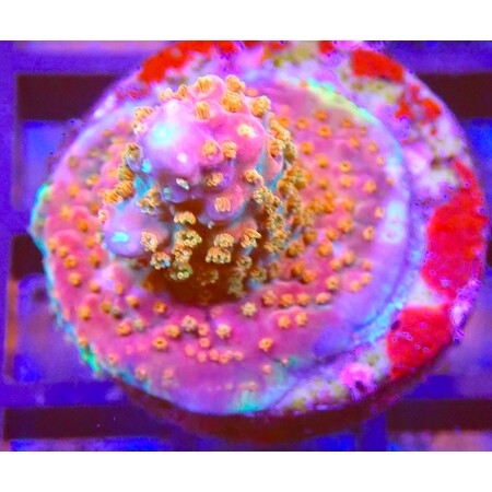 Acropora sp. frag WYSIWYG (1767989808432)